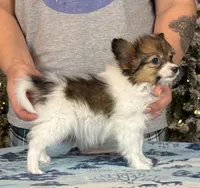 Bagel, a male Papillon for sale in Youngstown, OH – Photo 4 of 6