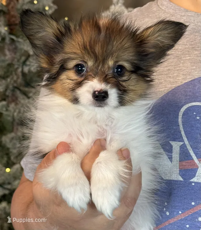 Bagel – Papillon puppy for sale in Youngstown, OH