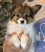 Bagel, a male Papillon for sale in Youngstown, OH – Photo 1 of 6