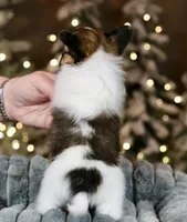 Bagel, a male Papillon for sale in Youngstown, OH – Photo 9 of 9