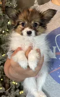 Bagel, a male Papillon for sale in Youngstown, OH – Photo 2 of 6