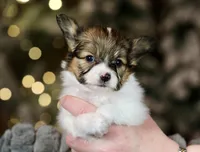 Bagel, a male Papillon for sale in Youngstown, OH – Photo 3 of 9