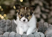 Bagel, a male Papillon for sale in Youngstown, OH – Photo 2 of 9