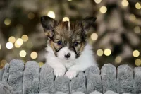 Bagel, a male Papillon for sale in Youngstown, OH – Photo 7 of 9