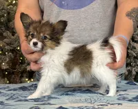 Bagel, a male Papillon for sale in Youngstown, OH – Photo 5 of 6