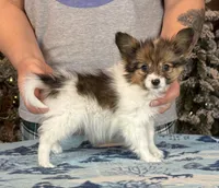 Bagel, a male Papillon for sale in Youngstown, OH – Photo 3 of 6