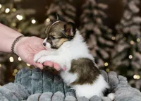 Bagel, a male Papillon for sale in Youngstown, OH – Photo 5 of 9