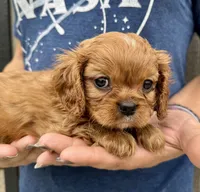 Penny, a female Cavalier King Charles Spaniel for sale in Youngstown, OH – 6 of 10