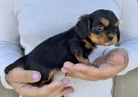 Triscuit, a female Cavalier King Charles Spaniel for sale in Youngstown, OH – 10 of 10