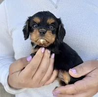 Triscuit, a female Cavalier King Charles Spaniel for sale in Youngstown, OH – 4 of 10
