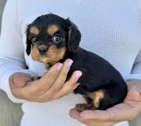Triscuit, a female Cavalier King Charles Spaniel for sale in Youngstown, OH – 8 of 10