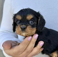 Triscuit, a female Cavalier King Charles Spaniel for sale in Youngstown, OH – 5 of 10
