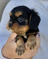 Triscuit, a female Cavalier King Charles Spaniel for sale in Youngstown, OH – 3 of 10