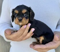 Triscuit, a female Cavalier King Charles Spaniel for sale in Youngstown, OH – 9 of 10