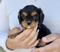 Triscuit, a female Cavalier King Charles Spaniel for sale in Youngstown, OH – 2 of 10