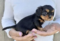 Triscuit, a female Cavalier King Charles Spaniel for sale in Youngstown, OH – 7 of 10