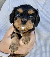 Triscuit, a female Cavalier King Charles Spaniel for sale in Youngstown, OH – 6 of 10