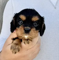 Triscuit, a female Cavalier King Charles Spaniel for sale in Youngstown, OH – 1 of 10