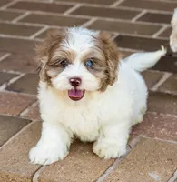 Winston, a male Shihpoo for sale in Youngstown, OH – 4 of 10