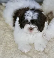 Briglee, a male Shihpoo for sale in Youngstown, OH – Photo 2 of 8