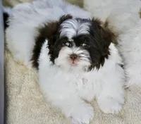 Briglee, a male Shihpoo for sale in Youngstown, OH – Photo 5 of 8