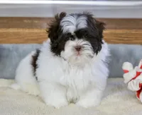 Briglee, a male Shihpoo for sale in Youngstown, OH – Photo 3 of 8