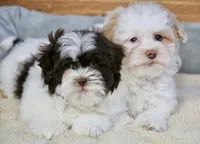 Briglee, a male Shihpoo for sale in Youngstown, OH – Photo 7 of 8