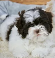Briglee, a male Shihpoo for sale in Youngstown, OH – Photo 1 of 8