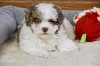 Radlee, a male Shihpoo for sale in Youngstown, OH – Photo 1 of 10