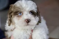 Radlee, a male Shihpoo for sale in Youngstown, OH – Photo 10 of 10