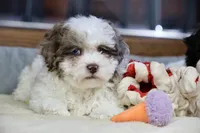 Radlee, a male Shihpoo for sale in Youngstown, OH – Photo 9 of 10