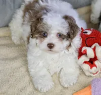 Radlee, a male Shihpoo for sale in Youngstown, OH – Photo 2 of 10