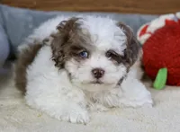 Radlee, a male Shihpoo for sale in Youngstown, OH – Photo 8 of 10