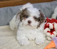 Radlee, a male Shihpoo for sale in Youngstown, OH – Photo 5 of 10