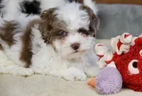 Radlee, a male Shihpoo for sale in Youngstown, OH – Photo 6 of 10