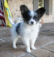 Pez, a female Papillon for sale in Youngstown, OH – 2 of 10