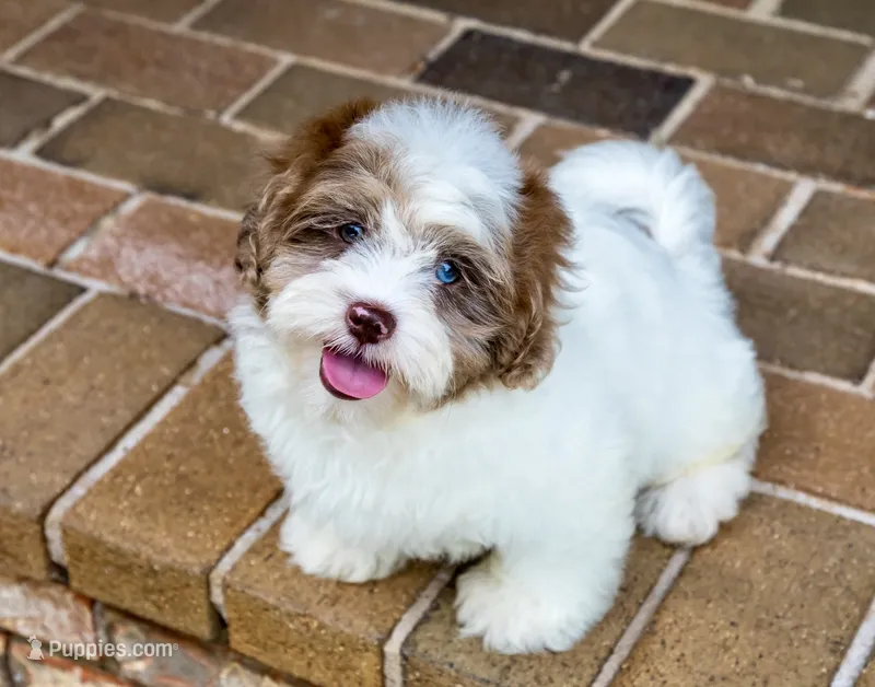 Winston – Shihpoo puppy for sale in Youngstown, OH