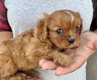 Noona, a female Cavalier King Charles Spaniel for sale in Youngstown, OH – 9 of 10