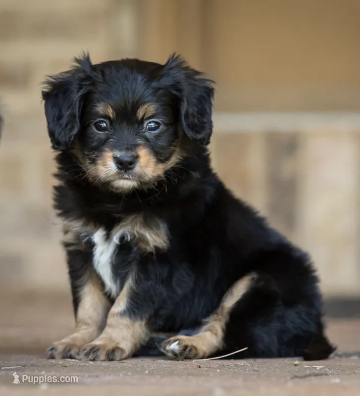 CAVALON Frisbee – Cavalier King Charles Spaniel, Papillon puppy for sale in Youngstown, OH