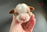 Pierogi, a male Cavalier King Charles Spaniel for sale in Youngstown, OH – Photo 2 of 10