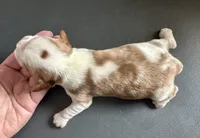 Pierogi, a male Cavalier King Charles Spaniel for sale in Youngstown, OH – Photo 4 of 10