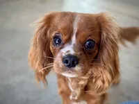 Pierogi, a male Cavalier King Charles Spaniel for sale in Youngstown, OH – Photo 9 of 10