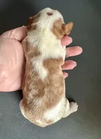 Pierogi, a male Cavalier King Charles Spaniel for sale in Youngstown, OH – Photo 5 of 10