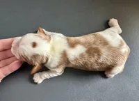 Pierogi, a male Cavalier King Charles Spaniel for sale in Youngstown, OH – Photo 6 of 10