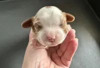 Pierogi, a male Cavalier King Charles Spaniel for sale in Youngstown, OH – Photo 3 of 10