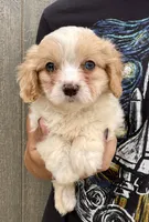 Jax, a male Cavapoo for sale in Youngstown, OH – 1 of 8