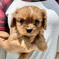 Noona, a female Cavalier King Charles Spaniel for sale in Youngstown, OH – 8 of 10