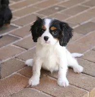 Oreo, a male Cavalier King Charles Spaniel for sale in Youngstown, OH – 5 of 6