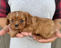 Noona, a female Cavalier King Charles Spaniel for sale in Youngstown, OH – 5 of 10