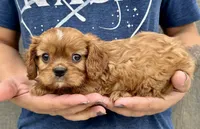 Rusty, a male Cavalier King Charles Spaniel for sale in Youngstown, OH – 5 of 9